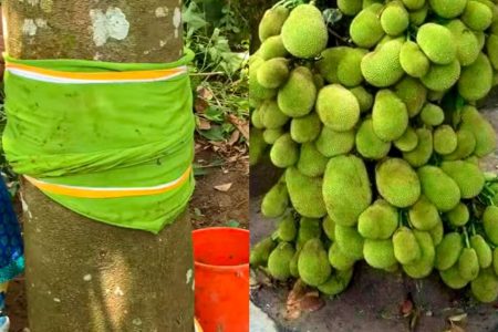ഈ ഒരു സൂത്രം ചെയ്താൽ മാത്രം മതി ചക്കയെല്ലാം ഇനി കൈ എത്തി പറിക്കാം! പ്ലാവിന് ഇങ്ങനെ പാന്റ്സ് കെട്ടി കൊടുക്കൂ! | Jackfruit Cultivation Tips Using Cloth