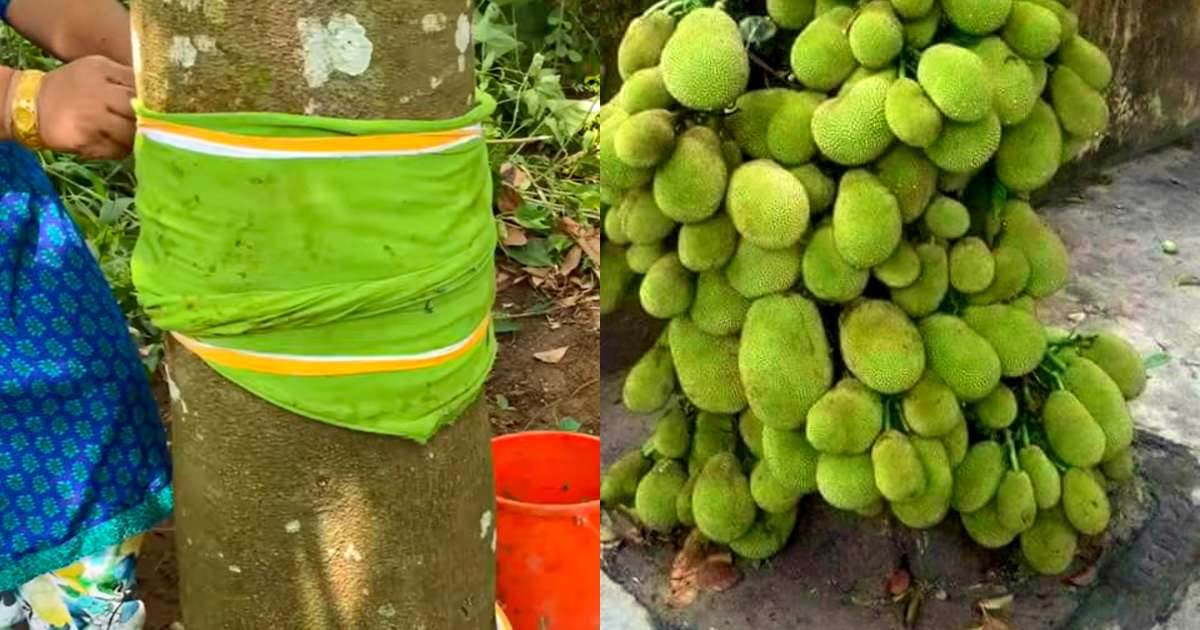 Jackfruit Cultivation Tips Using Cloth