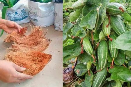 ചകിരി മതി മുന്തിരിക്കുല പോലെ കോവക്ക ഇനി തിങ്ങി നിറയും! ഒരു കോവൽ കഷ്ണത്തിൽ നിന്നും കിലോ കണക്കിന് പറിക്കാം!! | Koval Krishi Tips Using Coconut Husk