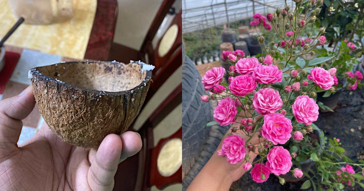 Rose Flowering Tips Using Chiratta