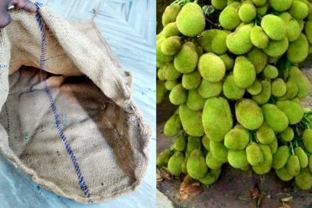 ഒരു പഴയ ചാക്ക് മതി ചക്ക ഇനി കൈ എത്തും ദൂരത്തു നിന്നും പറിക്കാം! ചക്ക ചുവട്ടിൽ തിങ്ങി നിറയാൻ കിടിലൻ സൂത്രം!! | Chakka Krishi Using Chaak