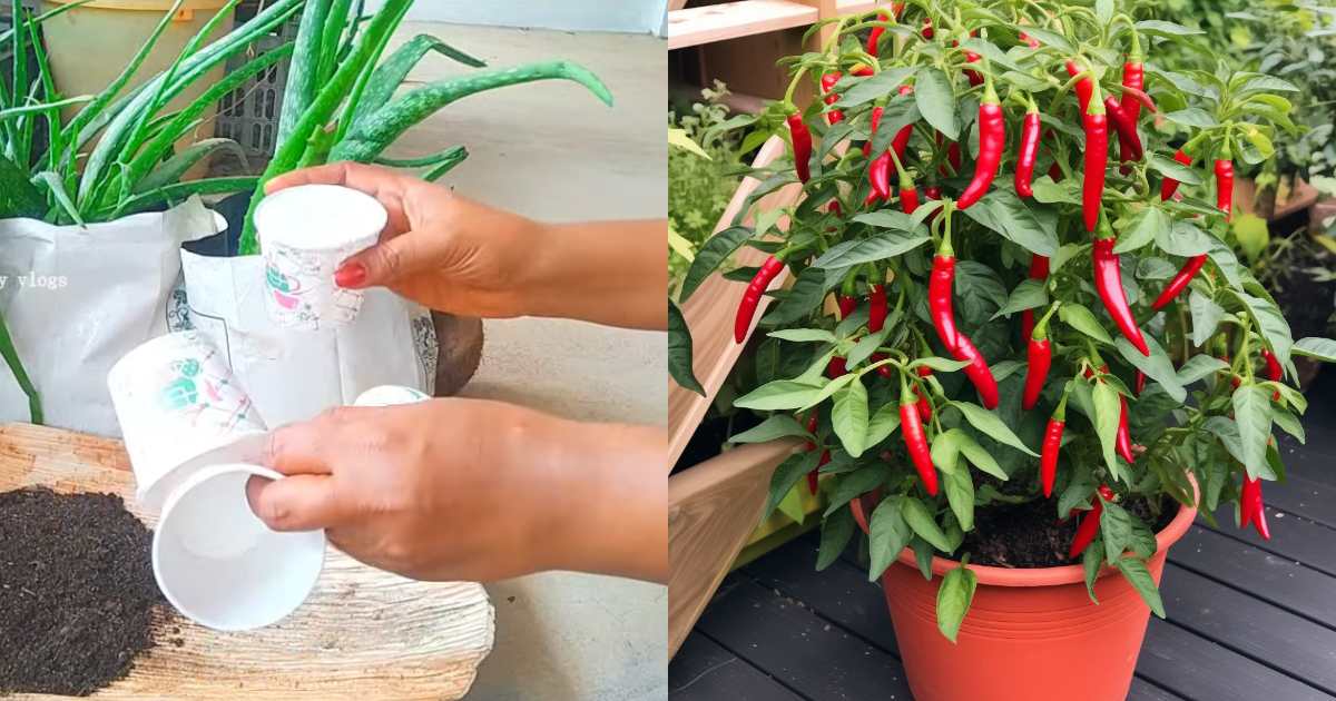 Chilli Cultivation Tips Using Paper Glass