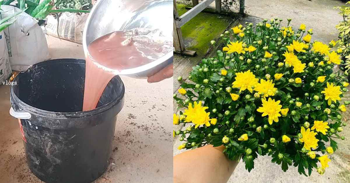 Jamanthi Flowering Tips Using Fish Waste