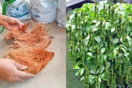 വീട്ടിൽ ചകിരി ഉണ്ടോ? ഇനി കുരുമുളക് പറിച്ച് മടുക്കും; ഒരു ചെറിയ തിരിയിൽ നിന്നും കിലോ കുരുമുളക് പറിക്കാം ഈ സൂത്രം അറിഞ്ഞാൽ.!! | Kurumulaku Krishi Tips Using Chakiri