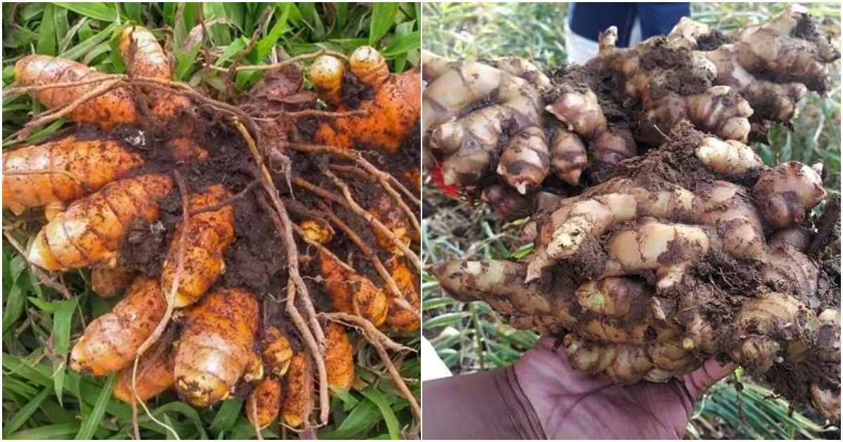 Easy Ginger Turmeric Cultivation Tips