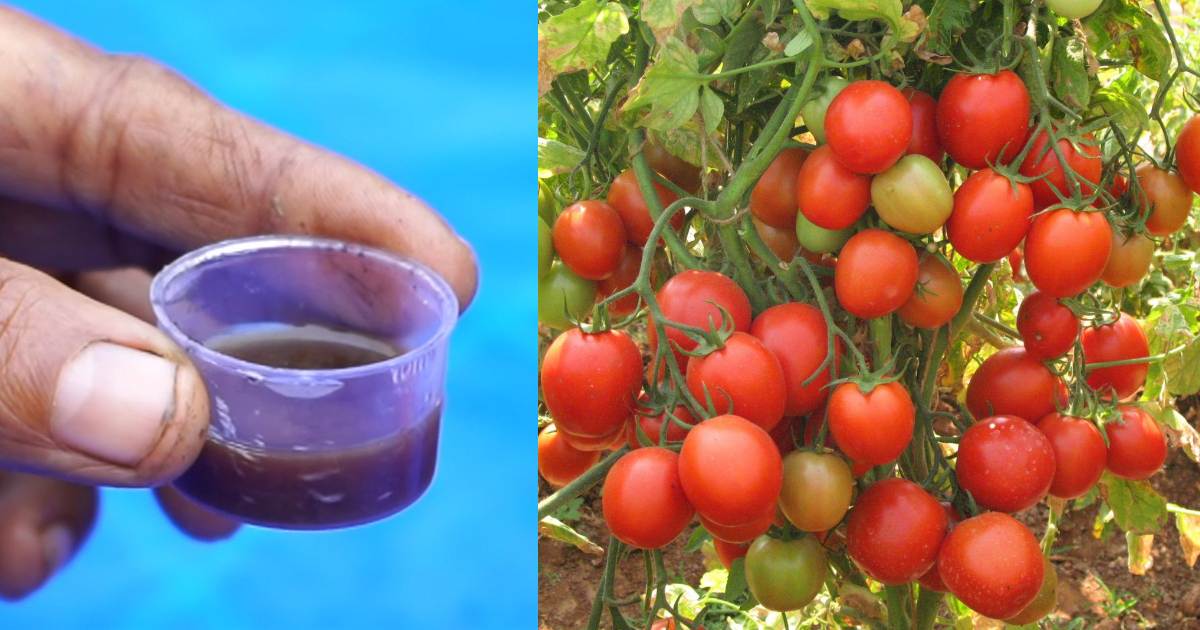 Tomato Growing Tips Using Valam