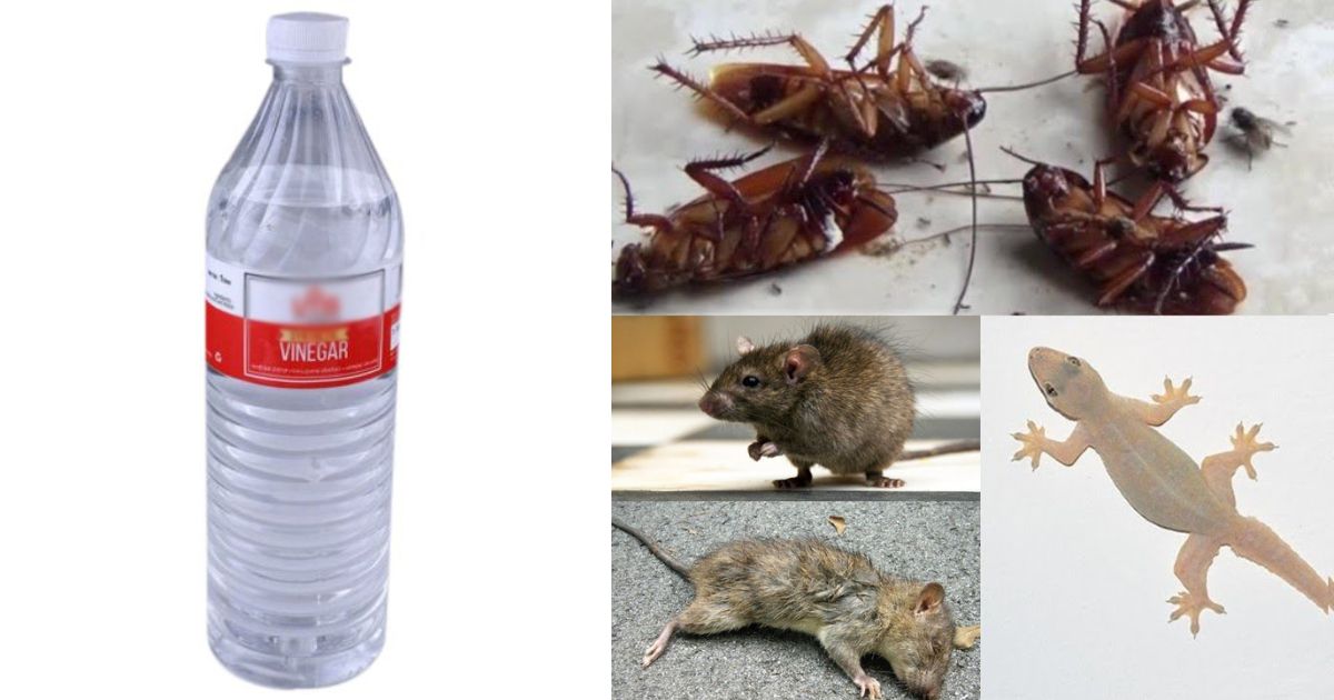 Get Rid Of Pests Using Vinegar