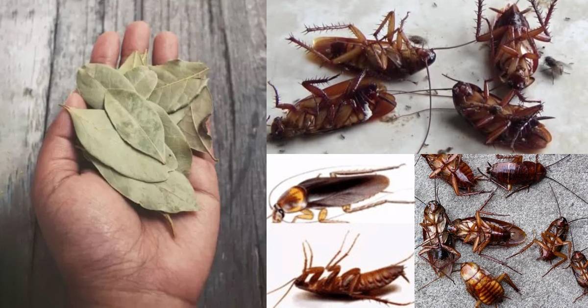 Get Rid of Cockroach Using Bay Leaf