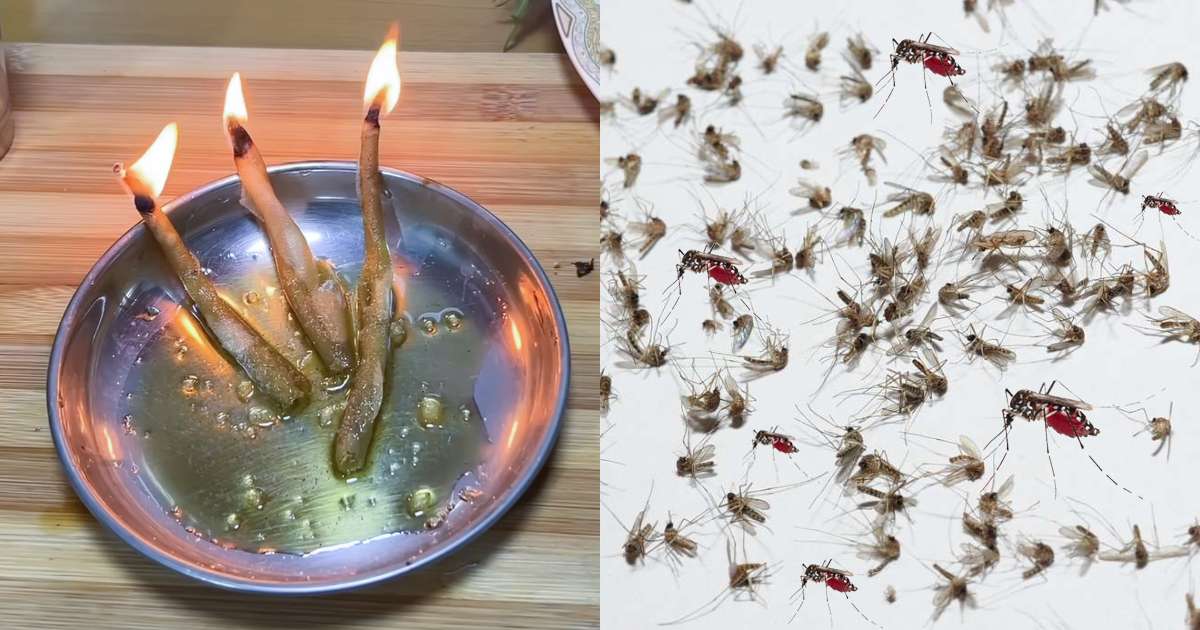 Get Rid of Mosquitoes Tips