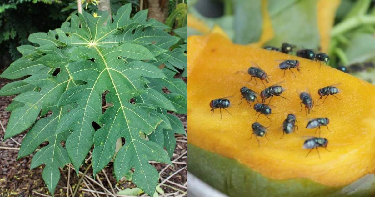 Easy Get Rid of House Flies Using Papaya Leaf