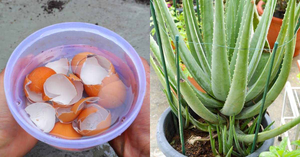 Aloe Vera Fertilizer