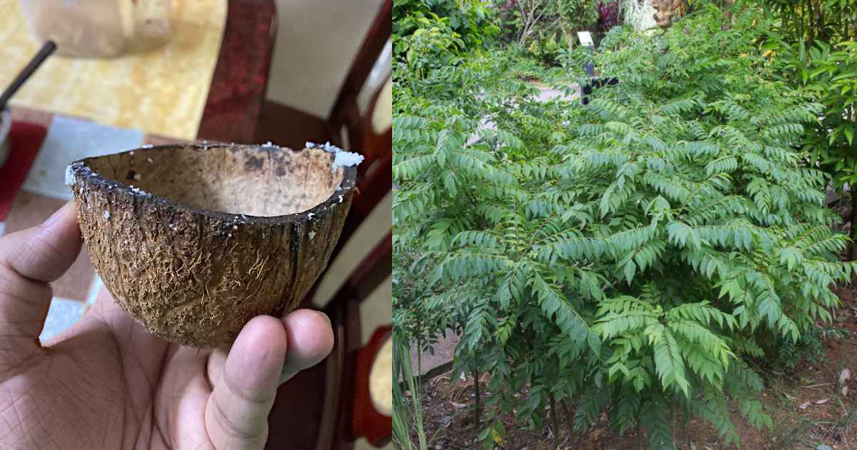 Curry Leaves Cultivation Using Coconut Shell