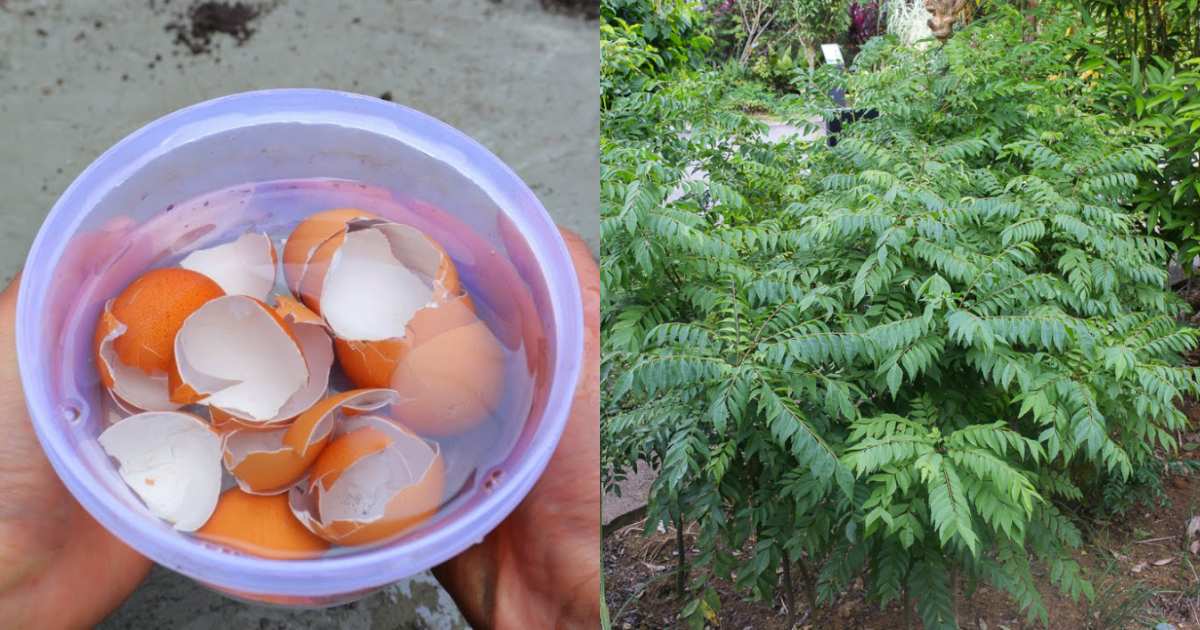 Easy Curry Leaves Cultivation Using Egg Shell