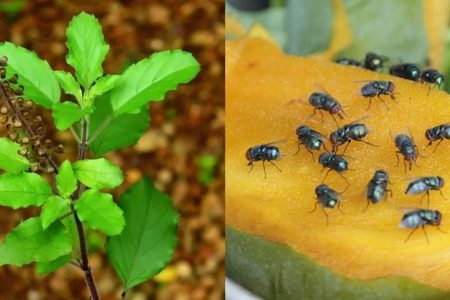 ഈ ഒരു ഇല മാത്രം മതി ഈച്ചയെ വീട്ടിൽ നിന്ന് കൂട്ടത്തോടെ ഓടിക്കാം! ഇനി വീട്ടിലൊരു ഈച്ച പോലും പറക്കില്ല!! | Easy Get Rid of House Flies Using Thulasi