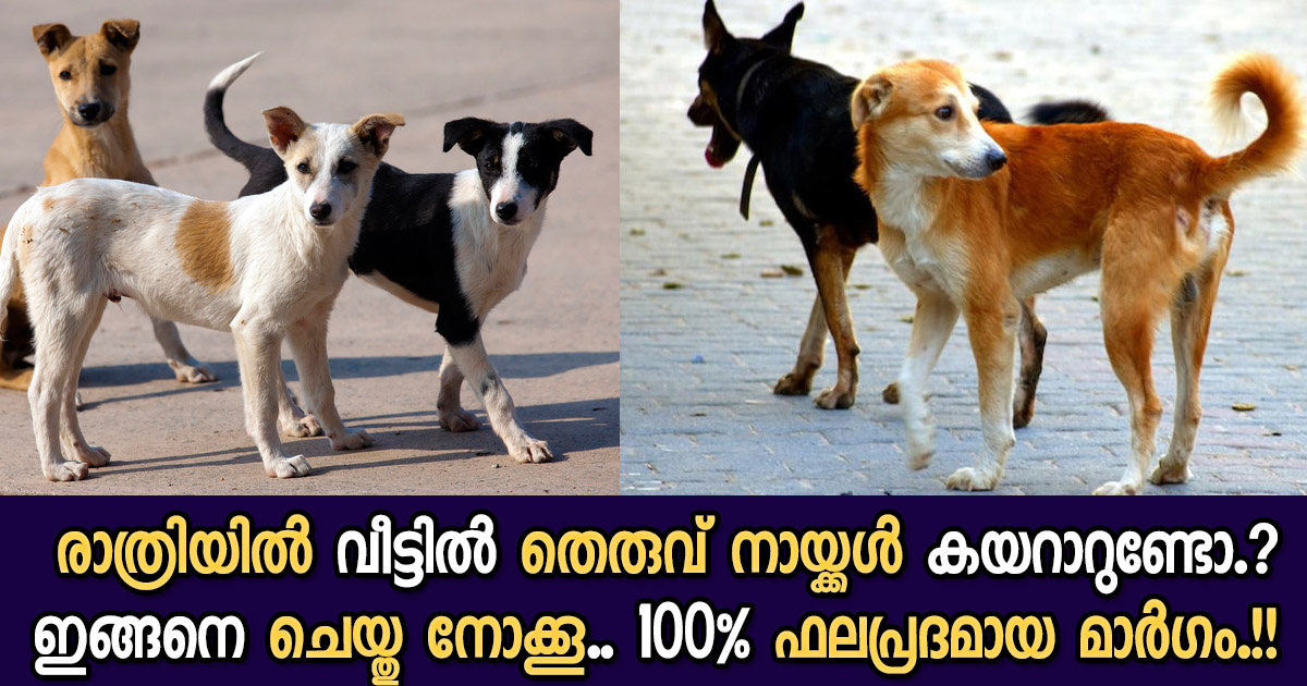 Easy Get Rid of Street Dogs