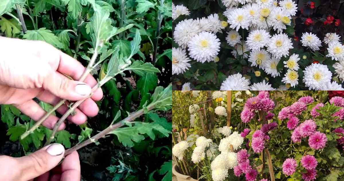 Easy Jamanthi Flowering Tips