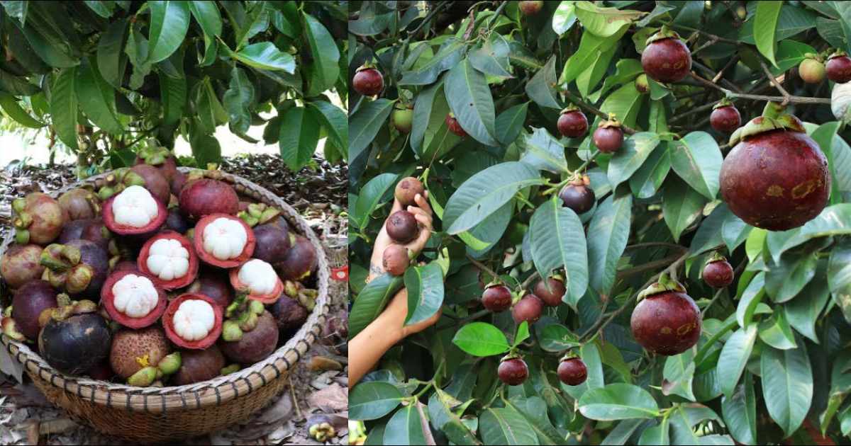 Easy Mangosteen Cultivation Tips