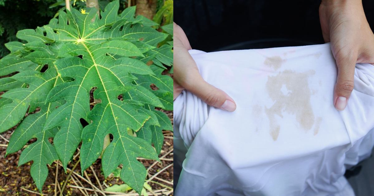 Easy Stain Removal Tips Using Papaya Leaf