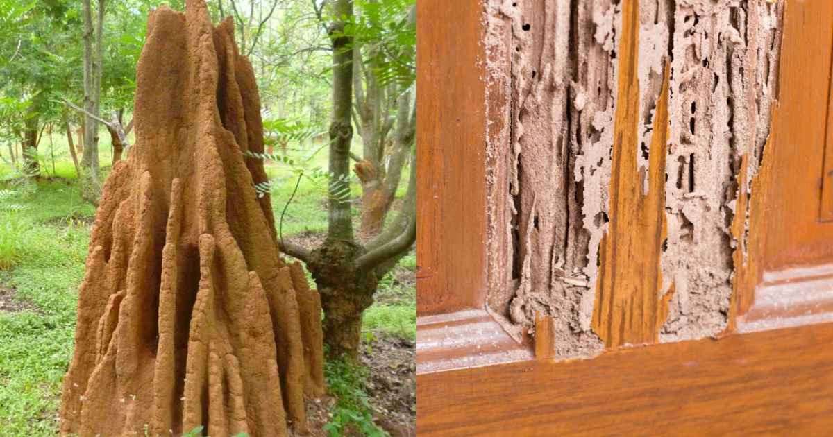 Easy To Remove Termites From Home
