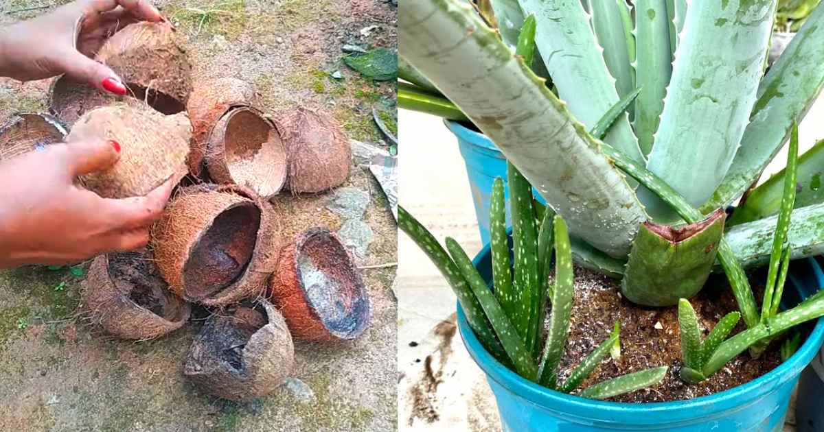 Aloevera Cultivation Using Coconut Shell