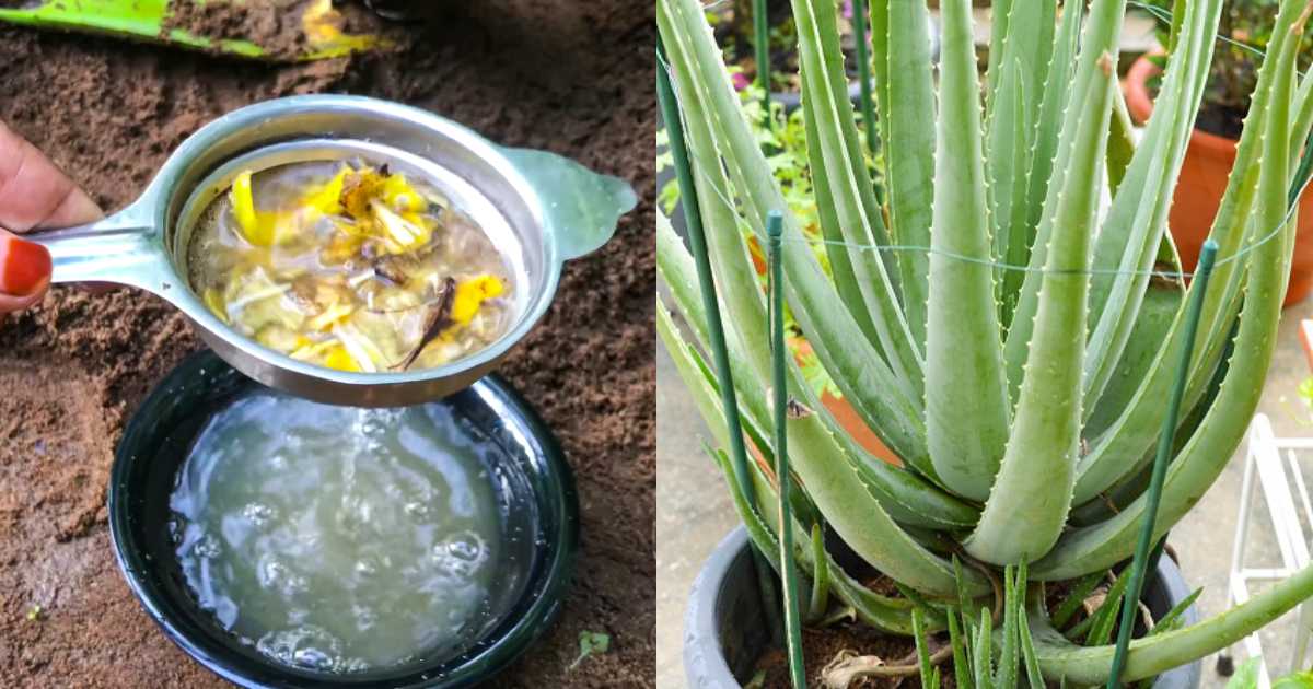 Best Aloe Vera Fertilizer