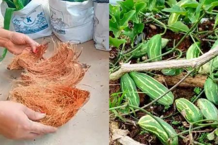 ചകിരി കൊണ്ട് ഈ ഒരു സൂത്രം ചെയ്താൽ മതി മുന്തിരിക്കുല പോലെ കോവക്ക തിങ്ങി നിറയും! എന്നും കോവൽ പൊട്ടിച്ചു മടുക്കും!! | Chakiri Kovakka Krishi Tips