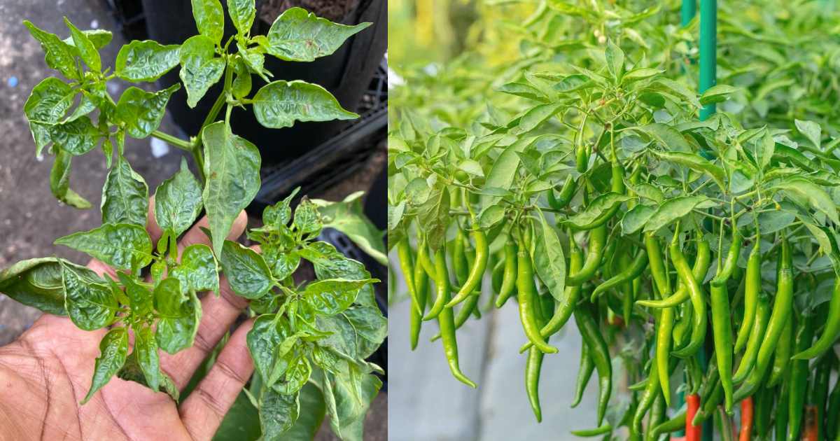 Chilli Plant Caring Tips