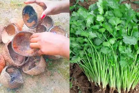 ചിരട്ട കൊണ്ട് ഈ ഒരു സൂത്രം ചെയ്താൽ മതി മല്ലി ഇല വീട്ടിൽ കാടായി വളർത്താം! ഇനി എന്നും മല്ലിയില നുള്ളി മടുക്കും!! | Coriander Cultivation Using Coconut Shell