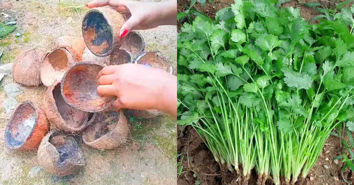 Coriander Cultivation Using Coconut Shell