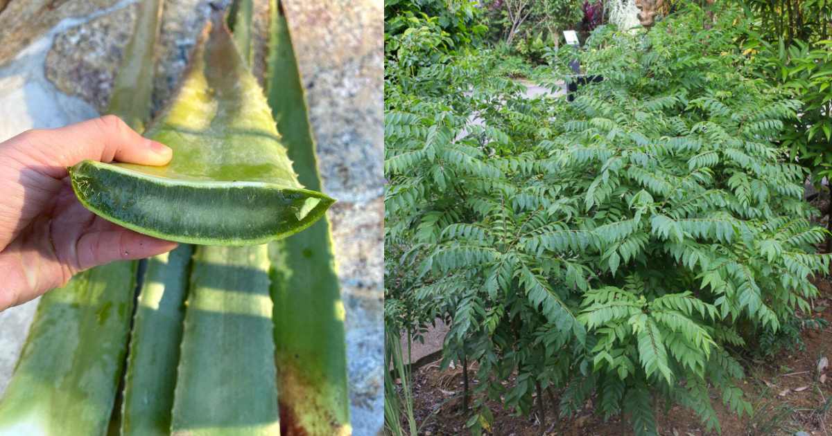 Curry Leaves Cultivation Using Aloe Vera