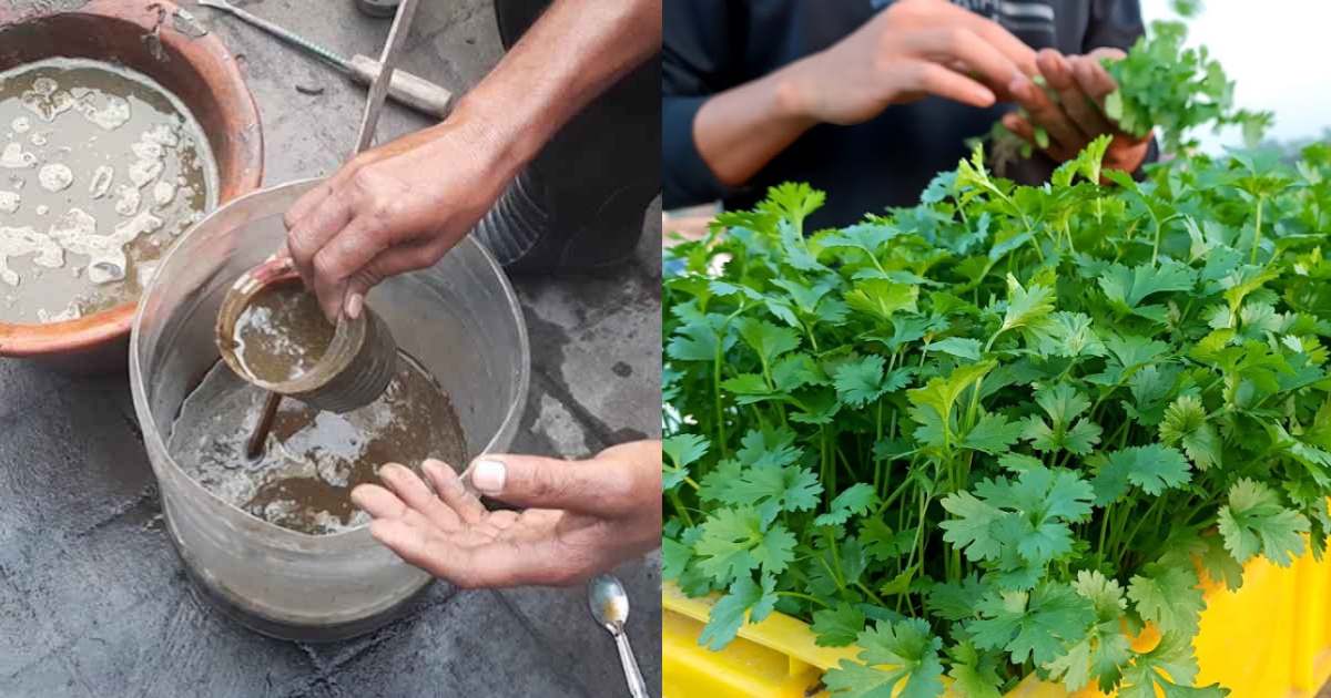 Easy Grow Coriander At Home