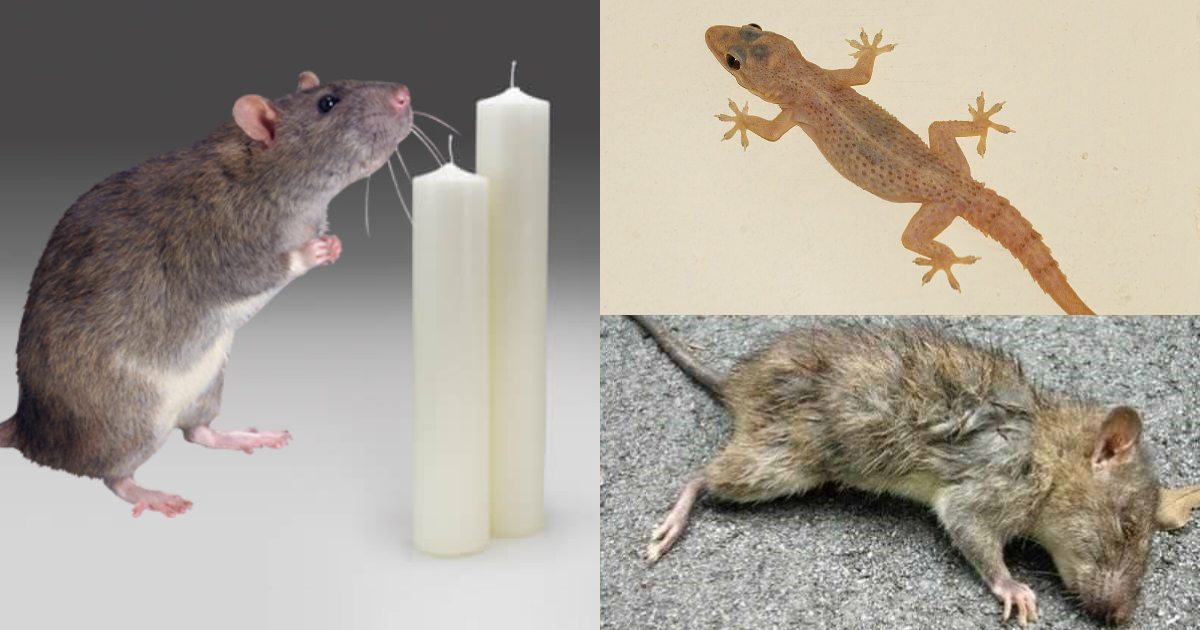 Get Rid of Rats Using Candle