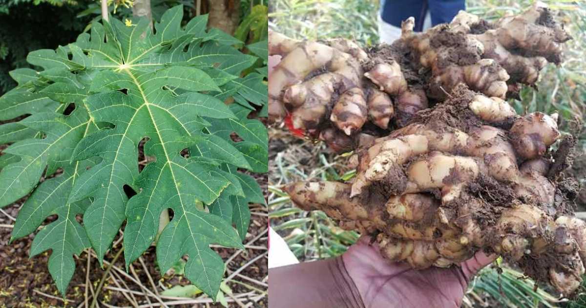 Ginger Cultivation Using Papaya Leaf