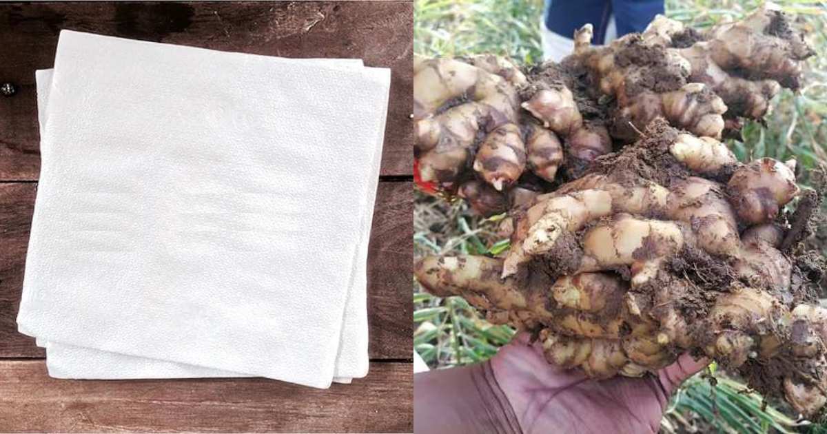 Ginger Cultivation Using Tissue Paper