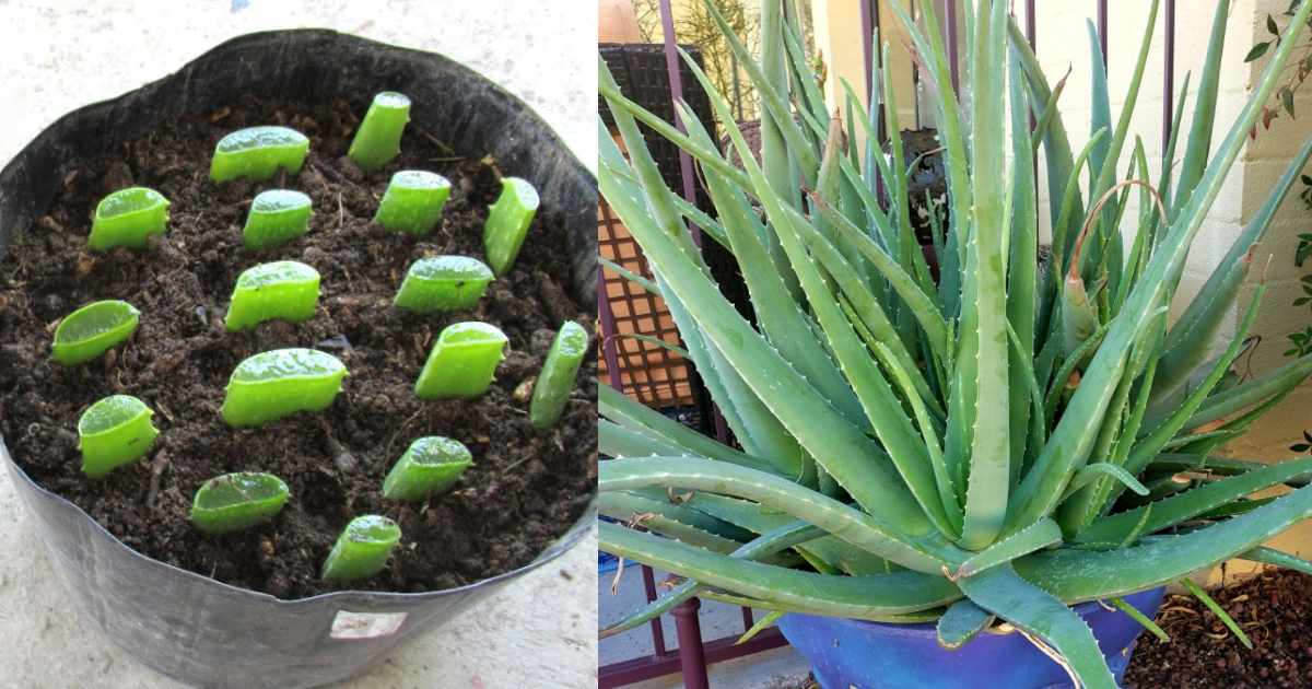 How to Grow Aloe Vera from Leaf easy