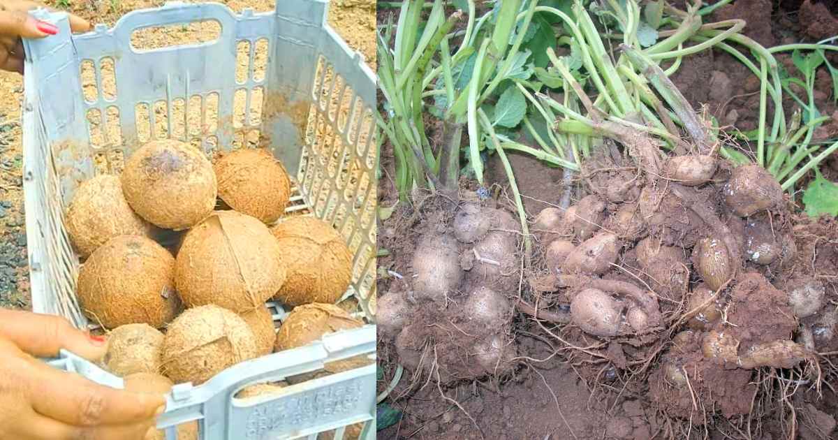 Koorka Cultivation Using Coconut Shell