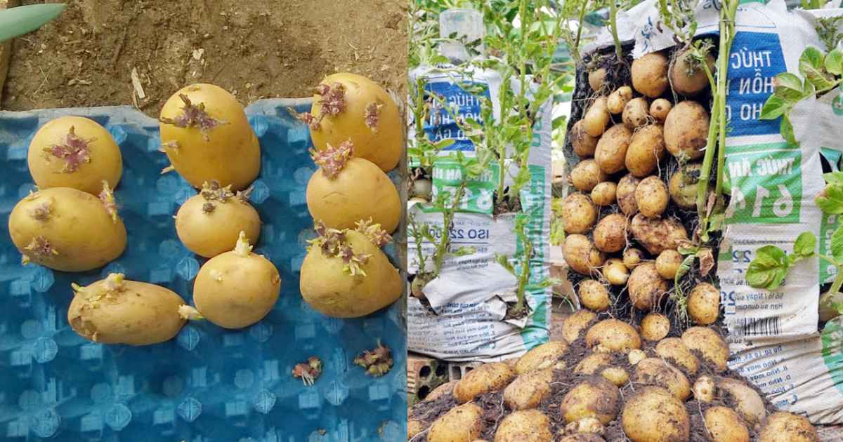 Potato Cultivation At Home