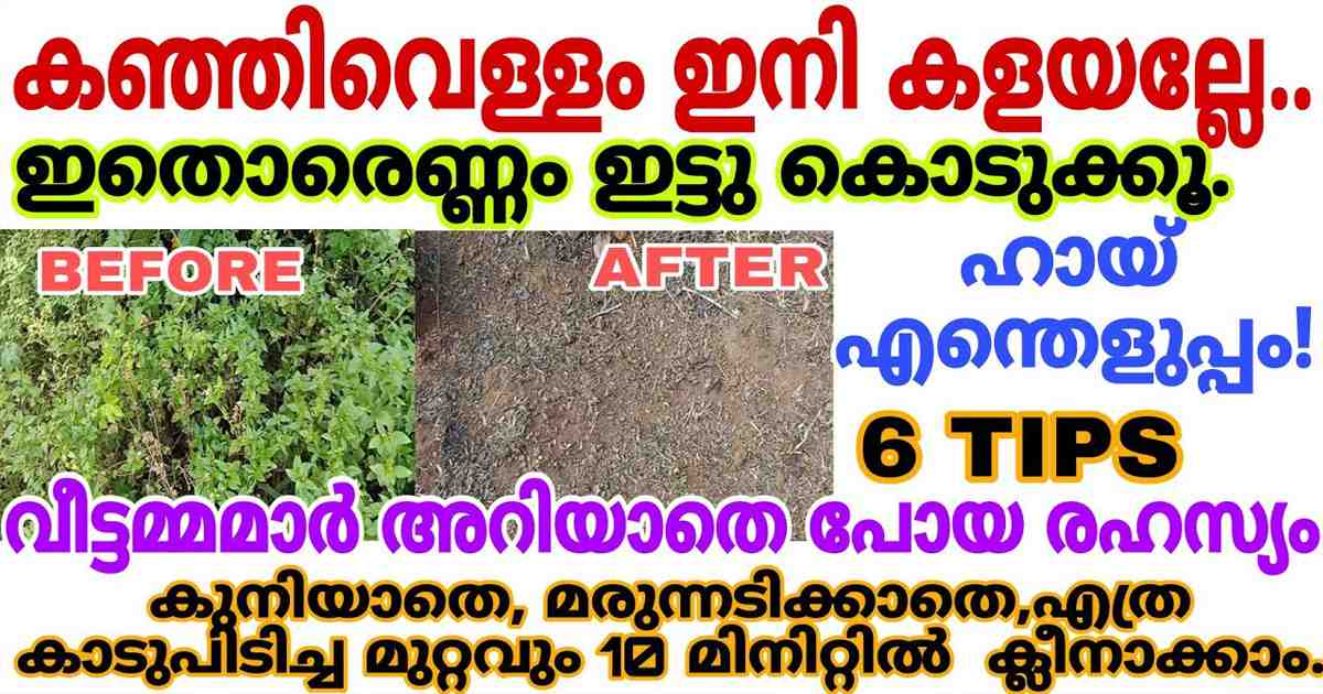 Remove Weeds Using Kanjivellam