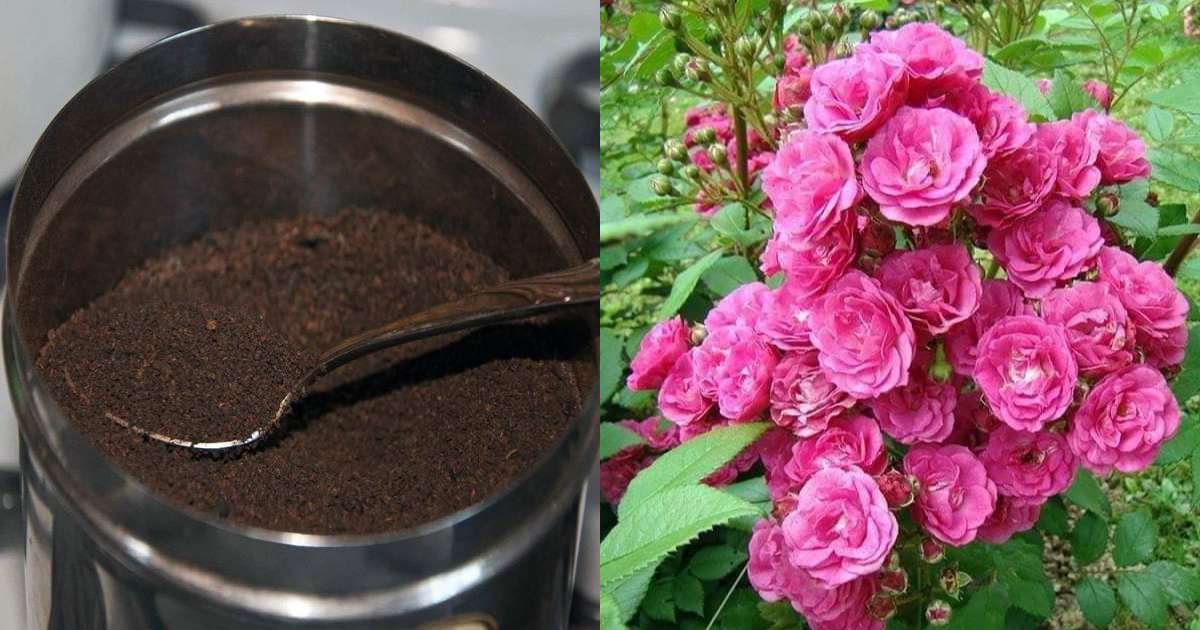 Rose Flowering Tips Using Tea Powder