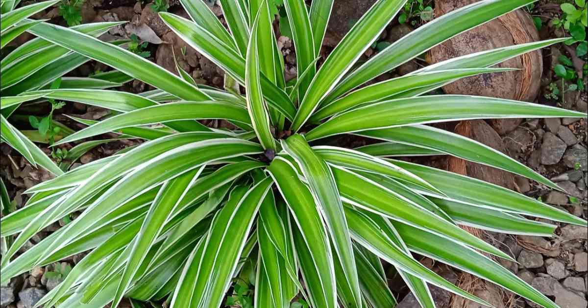 Spider Plant Care Trick