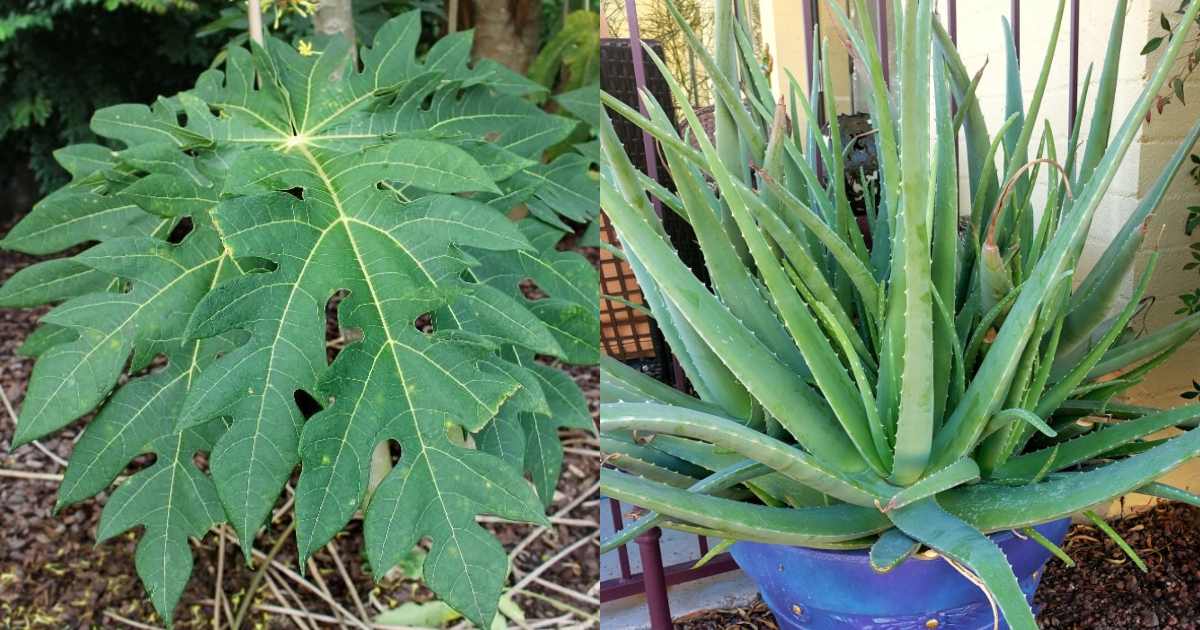 Aloe Vera Cultivation Using Papaya Leaf