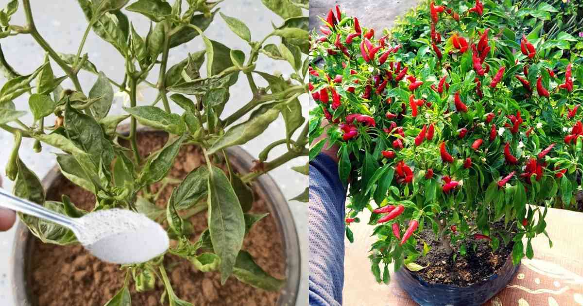 Easy Chilli Plant Leaf Curl Tips