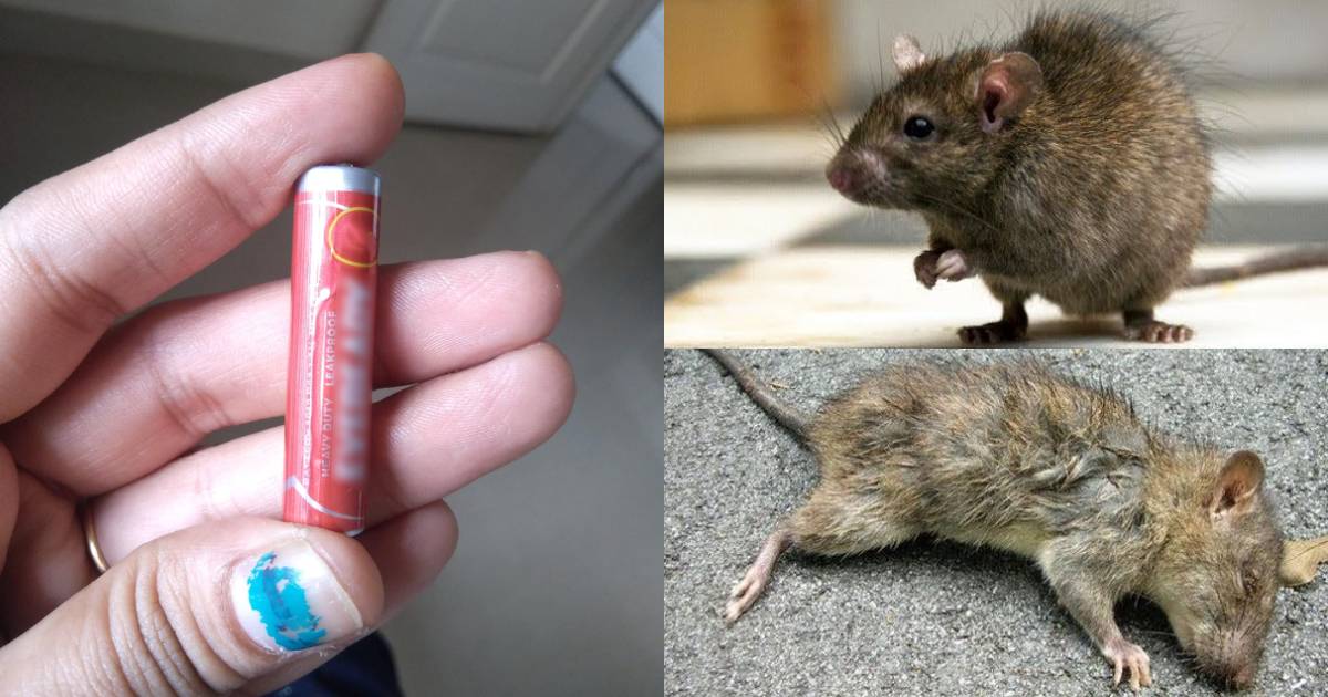 Easy Get Rid of Rats Using Battery