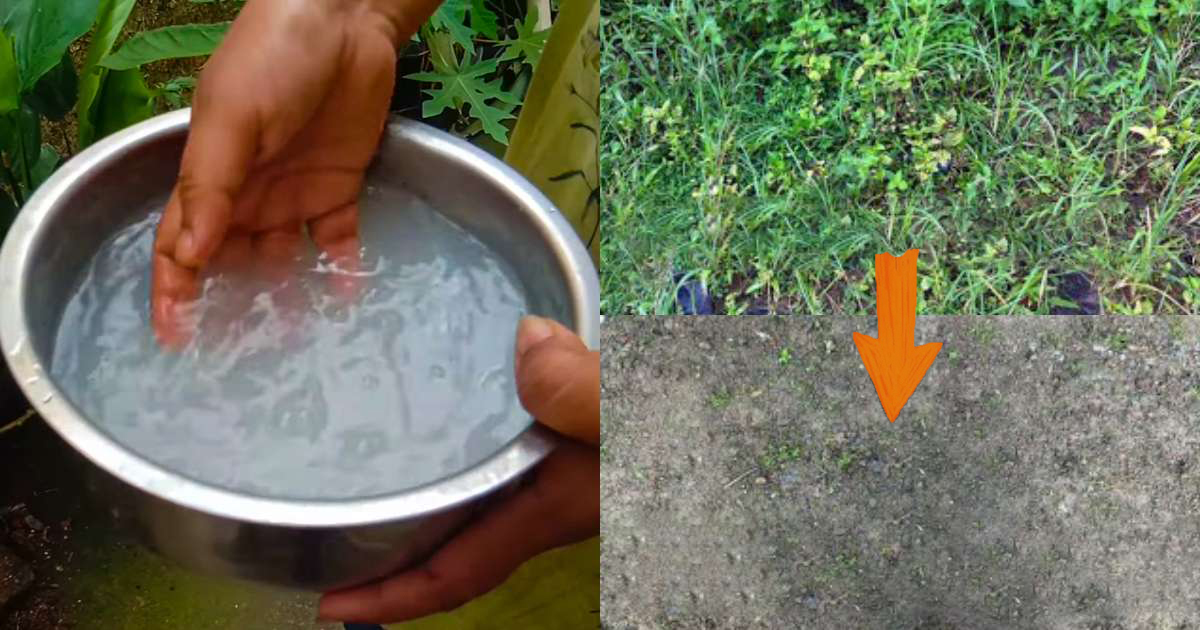 Easy To Remove Weeds Using Kanjivellam