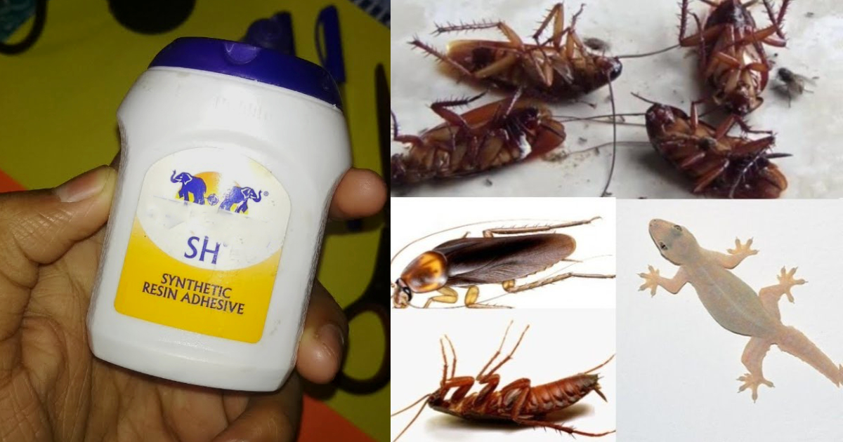 Get Rid Of Pests Using Fevikol