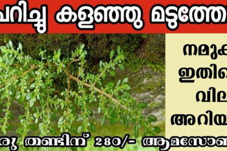 ഇത് പറിച്ചു കളഞ്ഞു മടുത്തോ? മതിൽ പച്ച ഒരു തണ്ടിന് വില 280 രൂപ മുതൽ! ഇനി ആരും ഈ ചെടി പറിച്ചു കളയല്ലേ ആള് നിസാരക്കാരനല്ല!! | Pilea Microphylla Plant Care