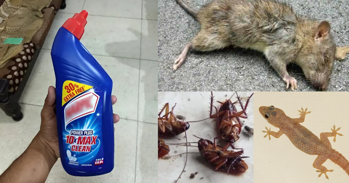 Easy Get Rid Of Pests Using Harpick