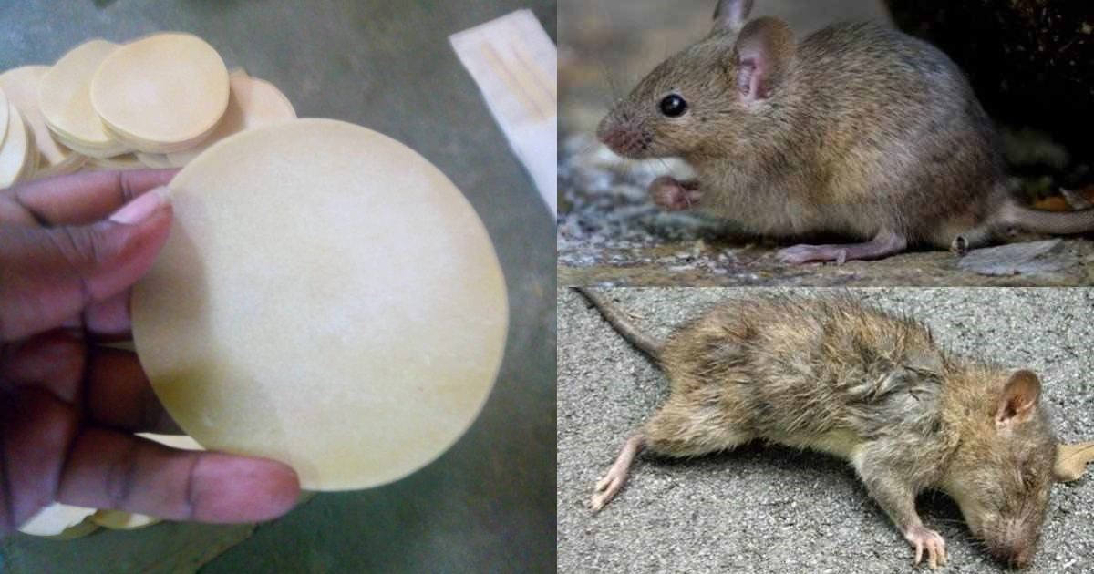 Get Rid of Rats Using Papadam