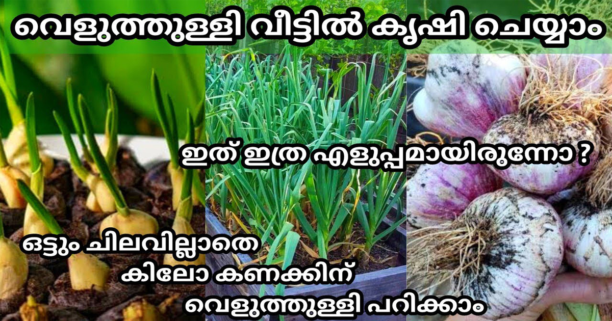 Easy To Grow Garlic At Home Fast