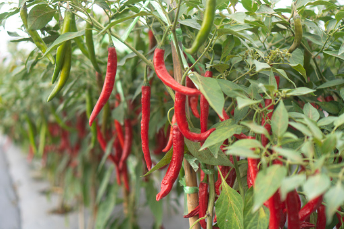 Chili Farming Tips Using Aloe Vera